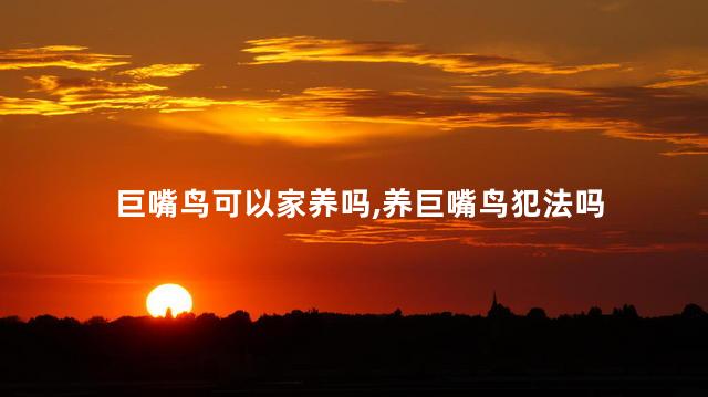 巨嘴鸟可以家养吗