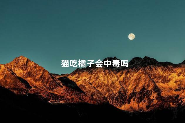 猫吃橘子会中毒吗