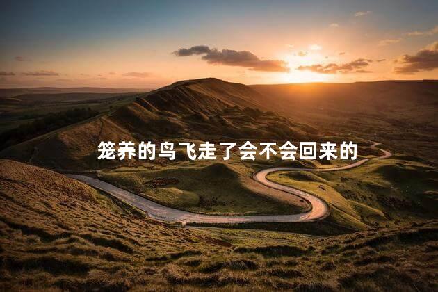 笼养的鸟飞走了会不会回来的