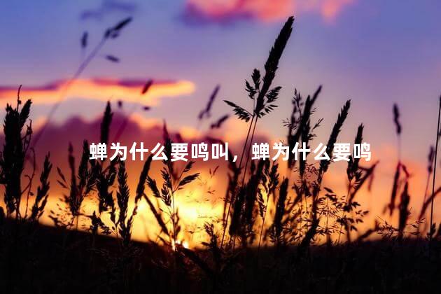 蝉为什么要鸣叫，蝉为什么要鸣